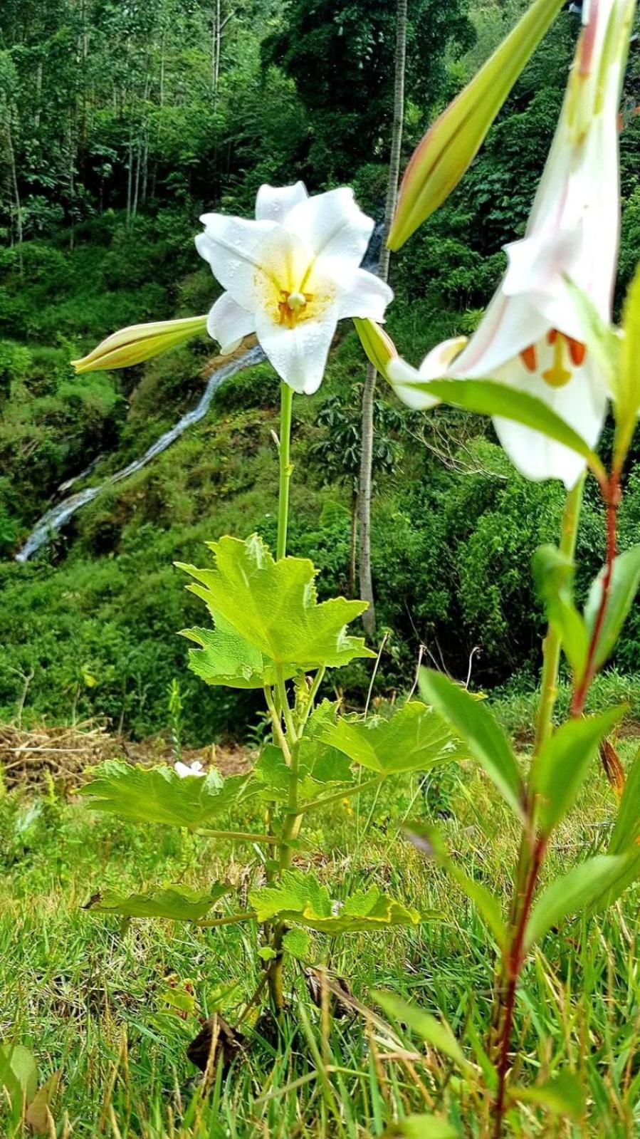 Chale Canton Suisse 山林小屋 Nova Friburgo